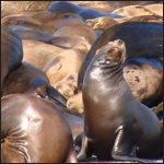 Sea Lions at Pier 39